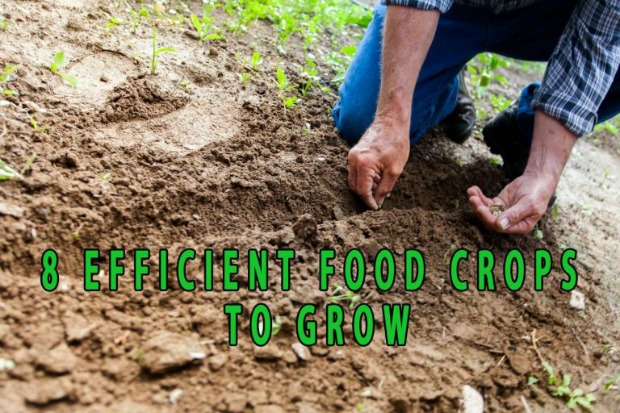Eight-Efficient-Food-Crops-to-grow