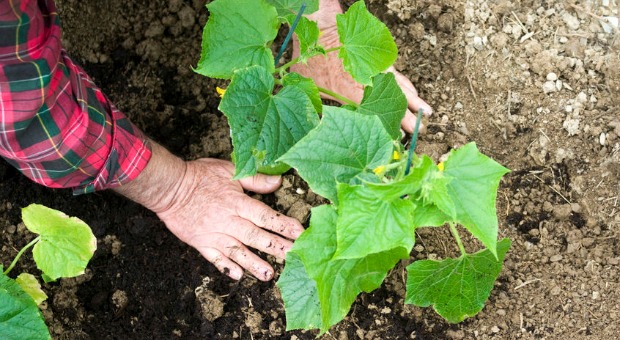 Low Water Crops