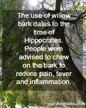 Willow bark