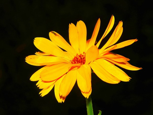 marigold-1748025_640