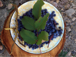 oregon_grape_forage