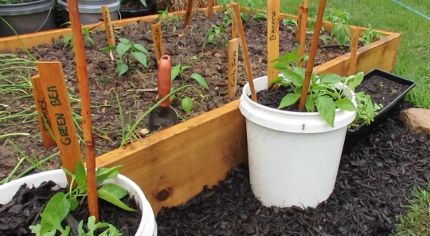 14 Best Vegetables To Grow In A Bucket Survivopedia