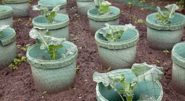 Best Ideas On Growing A Garden In 5 Gallon Buckets Survivopedia