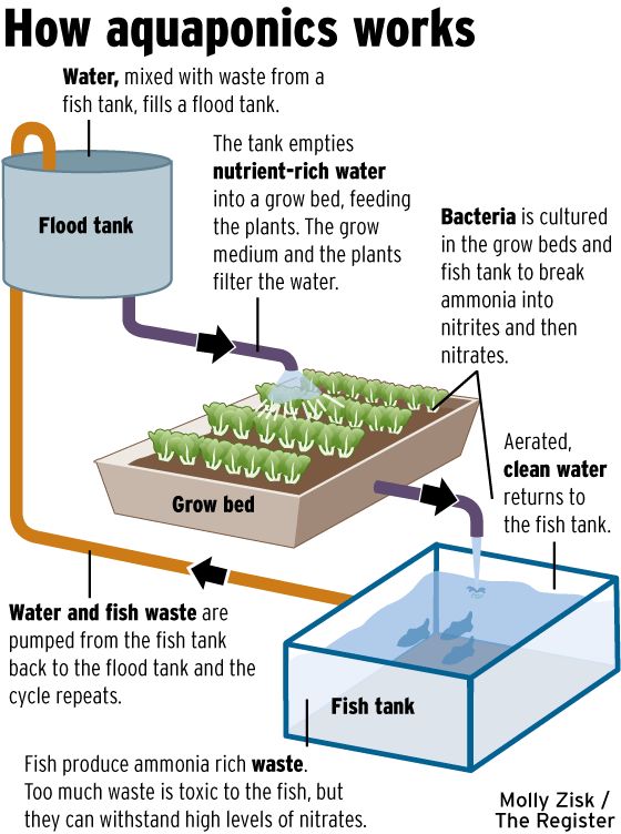 Feed and Grow: Fish System Requirements - Can I Run It