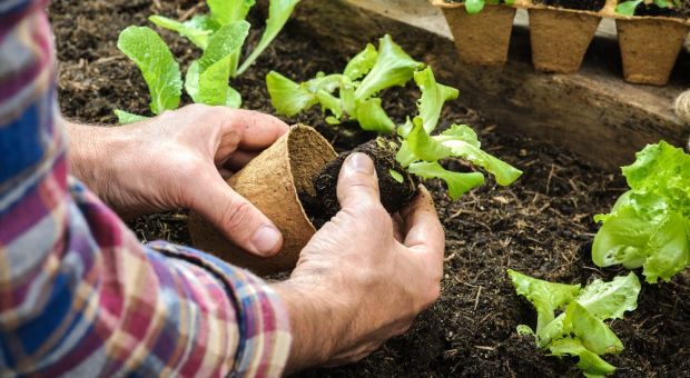 gardening