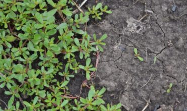 wild_plants