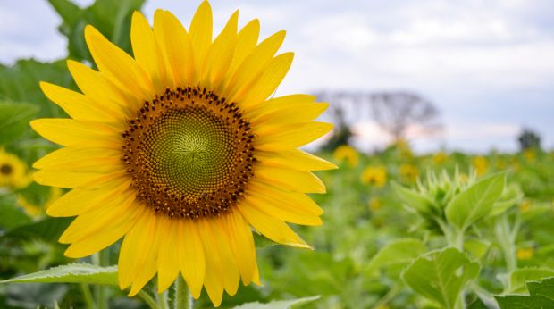 sunflower