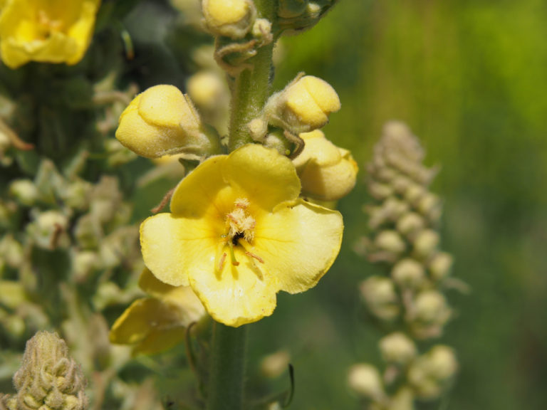 The 7 Best Medicinal Plants Used by Native Americans Survivopedia