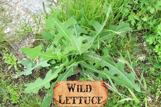 Wild Lettuce