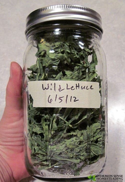 Wild Lettuce