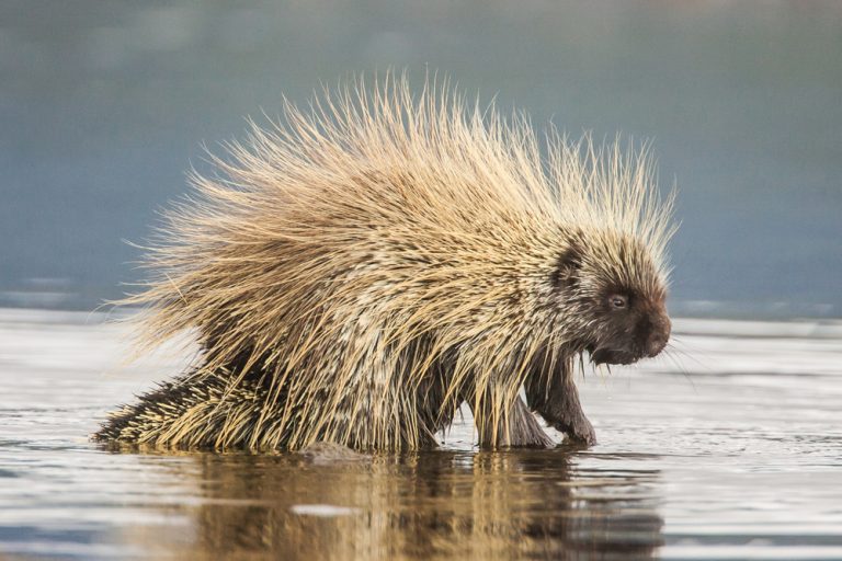 Hunting Porcupines Good Eating In The Wild