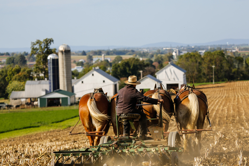 This Is Why The Amish Will Not Go Hungry During A Crisis – Survivopedia