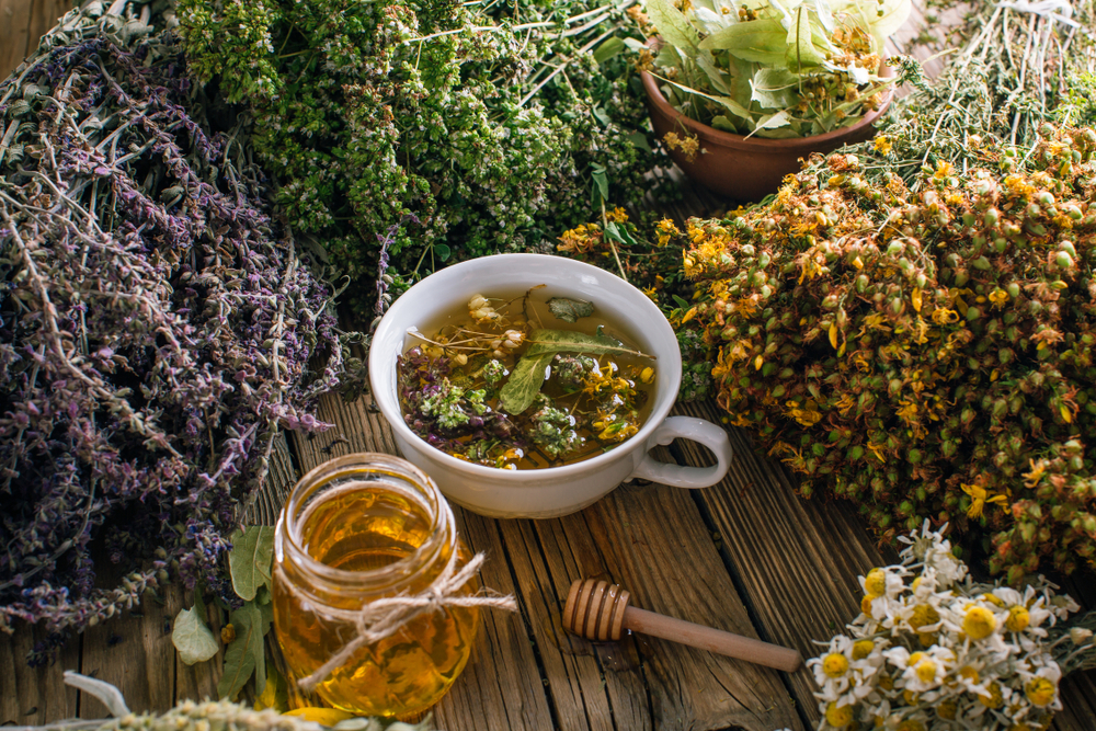 Herbal and Alternative Antibiotics – Survivopedia