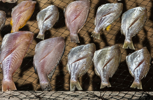 Catching and Preserving Fish in Survival Situations – Survivopedia