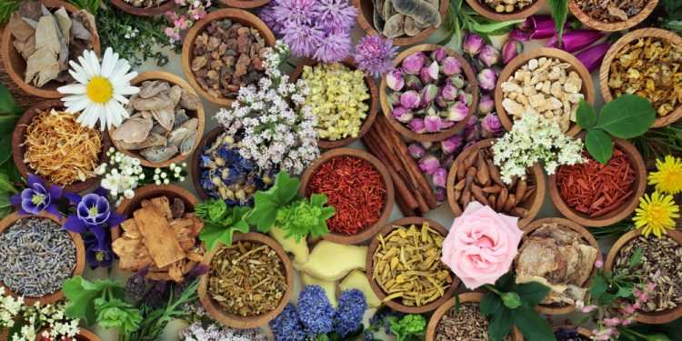 The Herbal First-Aid Kit: What to Grow, Dry, and Store Now