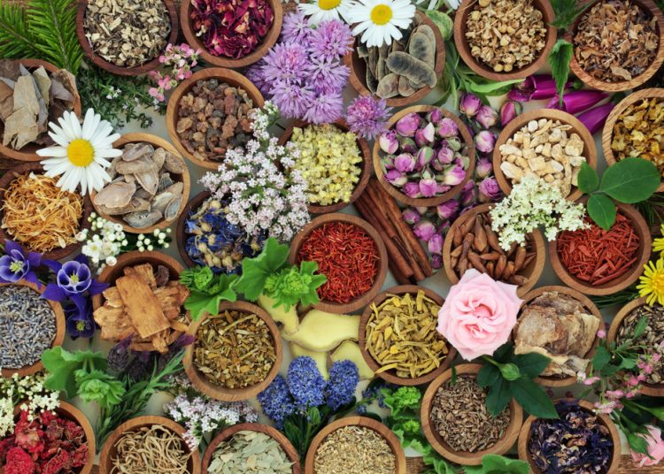 The Herbal First-Aid Kit: What to Grow, Dry, and Store Now
