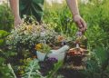 How to Grow a Survival Medicine Garden