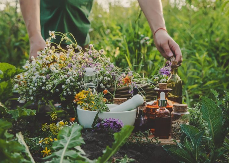 How to Grow a Survival Medicine Garden