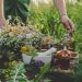 How to Grow a Survival Medicine Garden