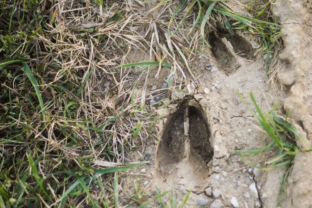 Sign, Age & Counter-tracking – Survivopedia